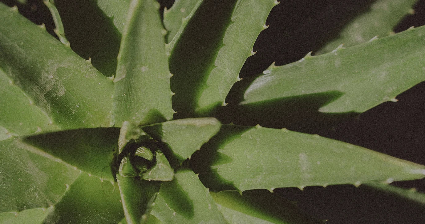 Aloe Vera