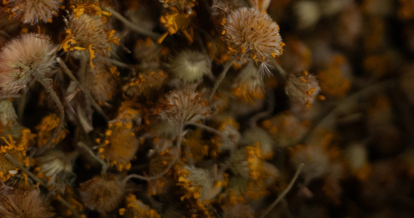 Mexican Arnica